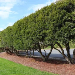 Wax Myrtle Shrub 10 Wax Myrtle Shrub -Deals Blossom Vines Store Wax Myrtle 4 FGT
