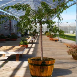 Weeping Extraordinaire™ Cherry Tree 8 Weeping Extraordinaire™ Cherry Tree -Deals Blossom Vines Store Weeping Extraordinaire Cherry 1