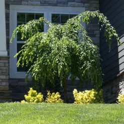 Weeping Extraordinaire™ Cherry Tree 9 Weeping Extraordinaire™ Cherry Tree -Deals Blossom Vines Store Weeping Extraordinaire Cherry 4