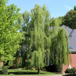 Weeping Willow Tree -Deals Blossom Vines Store Weeping Willow 3 BB