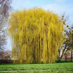 Weeping Willow Tree -Deals Blossom Vines Store Weeping Willow 8 BB