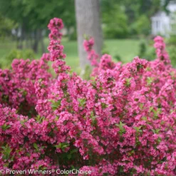 Sonic Bloom® Weigela Shrub 8 Sonic Bloom® Weigela Shrub -Deals Blossom Vines Store Weigela Sonic Bloom Pink 2 BB