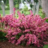 Sonic Bloom® Weigela Shrub -Deals Blossom Vines Store Weigela Sonic Bloom Pink BB 600x600 8255e385 5866 4626 ba11 2e71a4f3c914