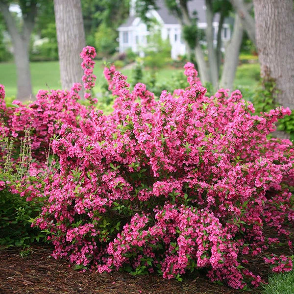 Sonic Bloom® Weigela Shrub 3 Sonic Bloom® Weigela Shrub