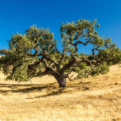 West Coast Live Oak Tree -Deals Blossom Vines Store West Coast Live Oak 2