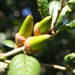 West Coast Live Oak Tree -Deals Blossom Vines Store West Coast Live Oak 3