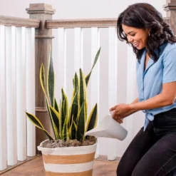 Air-Purifying House Plant Kit 16 Air-Purifying House Plant Kit -Deals Blossom Vines Store Whie Watering Can 2 d72dfd09 8e02 4f68 aa63 3cf85e0b5834