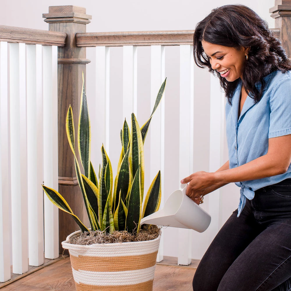 Air-Purifying House Plant Kit 9 Air-Purifying House Plant Kit - Image 7