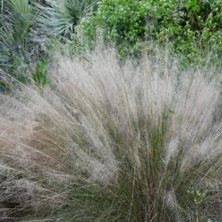 White Cloud Muhly Grass -Deals Blossom Vines Store White Cloud Muhly Grass 1 BB
