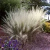 White Cloud Muhly Grass -Deals Blossom Vines Store White Cloud Muhly Grass BB 600x600 520192ed b0aa 4b85 8fa6 aef07000fab1