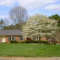 White Dogwood Tree 14 White Dogwood Tree -Deals Blossom Vines Store White Dogwood 11 BB