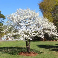 White Dogwood Tree 13 White Dogwood Tree -Deals Blossom Vines Store White Dogwood 3 BB