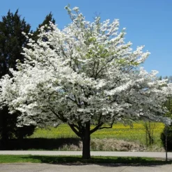 White Dogwood Tree
