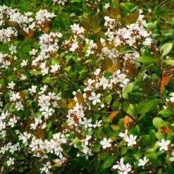 Snow White Indian Hawthorn Shrub -Deals Blossom Vines Store White Indian Hawthorn 1