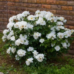 White Knock Out® Rose 9 White Knock Out® Rose -Deals Blossom Vines Store White Knockout Rose 4