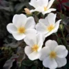 White Knock Out® Rose 1 White Knock Out® Rose -Deals Blossom Vines Store White Knockout Rose BB 600x600 a1a76263 0f33 4b45 b1d7 7e95365d5362