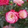 White Lies™ Rose 2 White Lies™ Rose -Deals Blossom Vines Store White Lies Rose BB 600x600 00952105 ac97 4ceb b4aa ee01e1b0d7f9