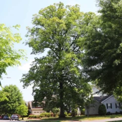 White Oak Tree 15 White Oak Tree -Deals Blossom Vines Store White Oak 11