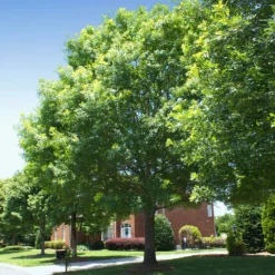 Deals Blossom Vines Store -Deals Blossom Vines Store White Oak 2 BB