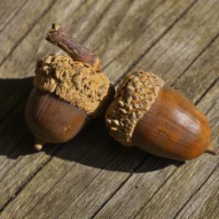 White Oak Tree 13 White Oak Tree -Deals Blossom Vines Store White Oak 3 BB