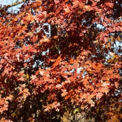 White Oak Tree 14 White Oak Tree -Deals Blossom Vines Store White Oak 5 BB