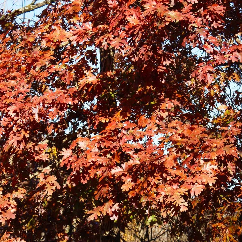 White Oak Tree 8 White Oak Tree - Image 6