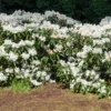 White Rhododendron Shrub 1 White Rhododendron Shrub -Deals Blossom Vines Store White Rhododendron BB 600x600 3c123a0c dc82 4cc3 ab5f fc921bdbcdee