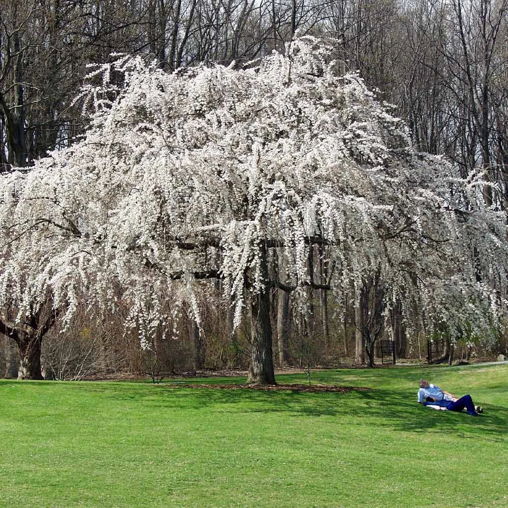 White Weeping Cherry Tree 4 White Weeping Cherry Tree - Image 2