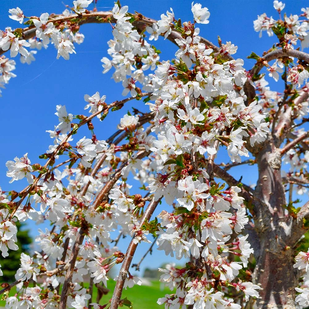 White Weeping Cherry Tree 5 White Weeping Cherry Tree - Image 3