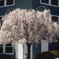 White Weeping Cherry Tree 10 White Weeping Cherry Tree -Deals Blossom Vines Store White Weeping Cherry 6
