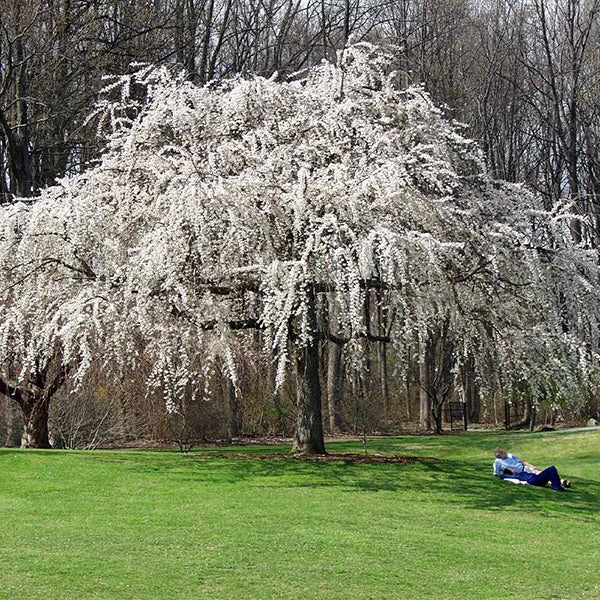 White Weeping Cherry Tree 3 White Weeping Cherry Tree