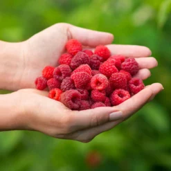 Willamette Red Raspberry Bush -Deals Blossom Vines Store Wiliamette Raspberry 5 BB