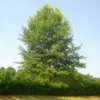 Willow Oak Tree -Deals Blossom Vines Store Willow Oak BB 600x600 79976757 ffbc 4918 af08 e7350cca053c