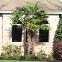 Windmill Palm Tree 11 Windmill Palm Tree -Deals Blossom Vines Store Windmill Palm 12