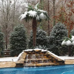 Windmill Palm Tree 12 Windmill Palm Tree -Deals Blossom Vines Store Windmill Palm 4 BB