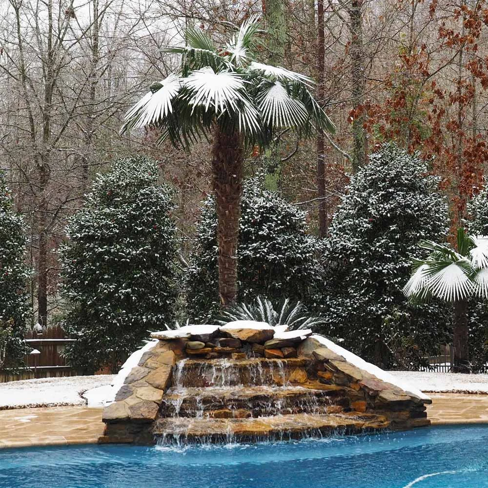 Windmill Palm Tree 7 Windmill Palm Tree - Image 5