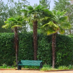 Windmill Palm Tree 13 Windmill Palm Tree -Deals Blossom Vines Store Windmill Palm 9