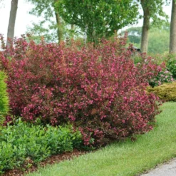 Wine & Roses® Weigela Shrub -Deals Blossom Vines Store Wine and Roses Weigela 2 BB
