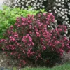 Wine & Roses® Weigela Shrub 1 Wine & Roses® Weigela Shrub -Deals Blossom Vines Store Wine and Roses Weigela BB 600x600 9f2926be 28dc 4f3e 9f1d ff1f5f2d728b