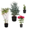 Cold-Hardy Winter Interest Kit 2 Cold-Hardy Winter Interest Kit -Deals Blossom Vines Store Winter Evergreens 600x600 57cc4440 870f 453d 9ab3 737696cac56c