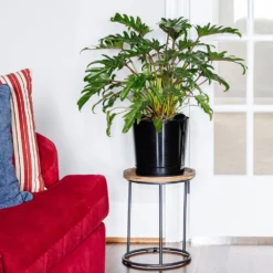 Xanadu Philodendron (Winterbourn) Plant -Deals Blossom Vines Store Xanadu Winterbourn10