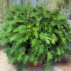 Xanadu Philodendron (Winterbourn) Plant -Deals Blossom Vines Store Xanadu Winterbourn2