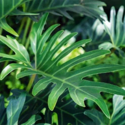 Xanadu Philodendron (Winterbourn) Plant -Deals Blossom Vines Store Xanadu Winterbourn3