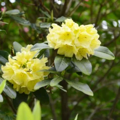 Yellow Rhododendron Shrub -Deals Blossom Vines Store Yellow Rhododendron 2 BB