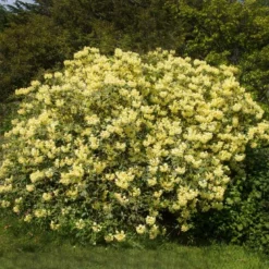 Yellow Rhododendron Shrub