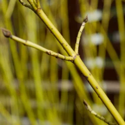 Yellow Twig Dogwood Shrub 14 Yellow Twig Dogwood Shrub -Deals Blossom Vines Store Yellow Twig Dogwood 5 BB