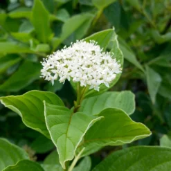 Yellow Twig Dogwood Shrub 15 Yellow Twig Dogwood Shrub -Deals Blossom Vines Store Yellow Twig Dogwood 7 BB