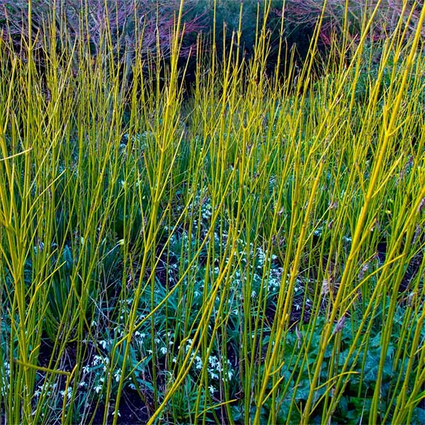 Yellow Twig Dogwood Shrub 3 Yellow Twig Dogwood Shrub