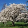 Yoshino Cherry Tree -Deals Blossom Vines Store Yoshino Cherry BB 600x600 013adca6 fd3c 4be6 acdb d85bb18add9a