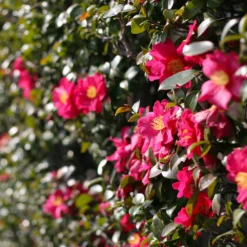 Yuletide Camellia Shrub 9 Yuletide Camellia Shrub -Deals Blossom Vines Store Yuletide Camellia 2 BB